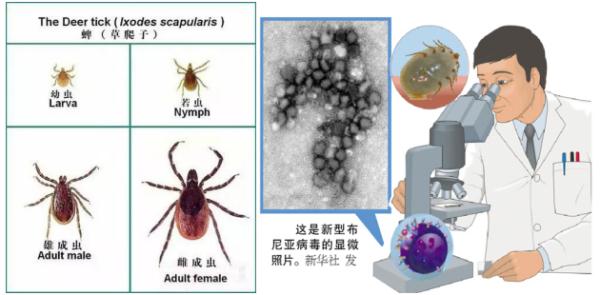 警惕 | 女子被猫咬伤后呕吐、低热......原来是跟这种病毒有关→
