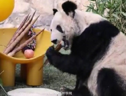 丫丫也交到小鸟朋友了