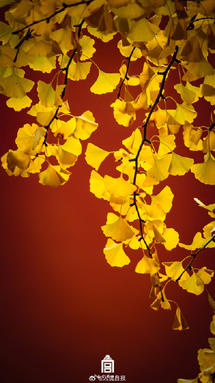 转存大图！故宫下起了银杏雨