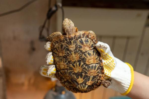 查获活体野生动物1400余只！上海破获特大野生动物非法交易案