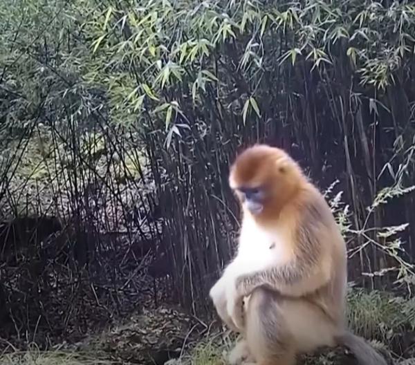 看！这是我们的终南山