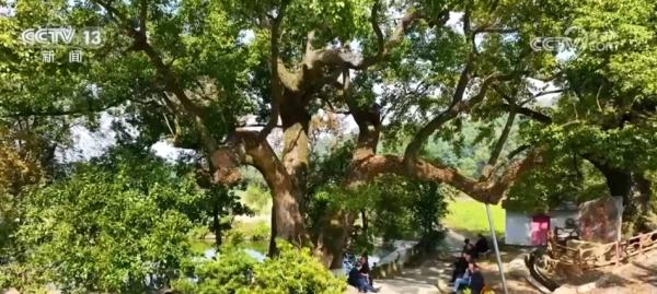 多措并举守护好绿水青山间的“活文物” 打造乡村振兴新引擎 多措并举守护好绿水青山间的“活文物” 打造乡村振兴新引擎
