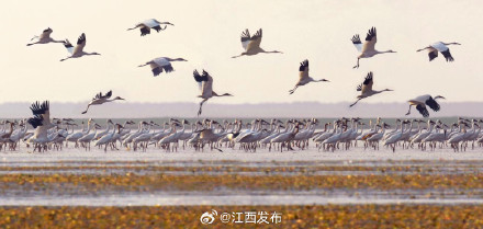 60万只！鄱阳湖完成“鸟口普查”