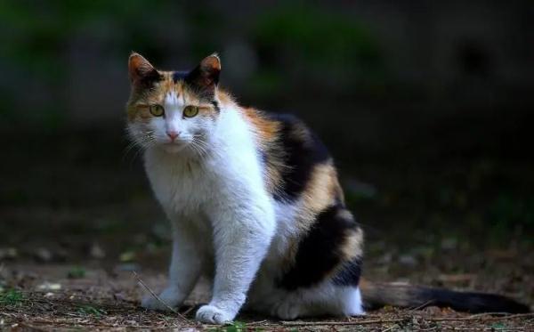 流浪猫狗伤害业主，投喂者要负责吗？上海这家法院收集案例告诉您