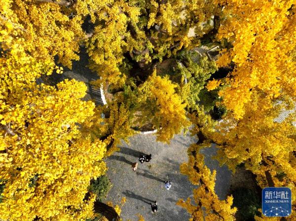 银杏金黄染初冬