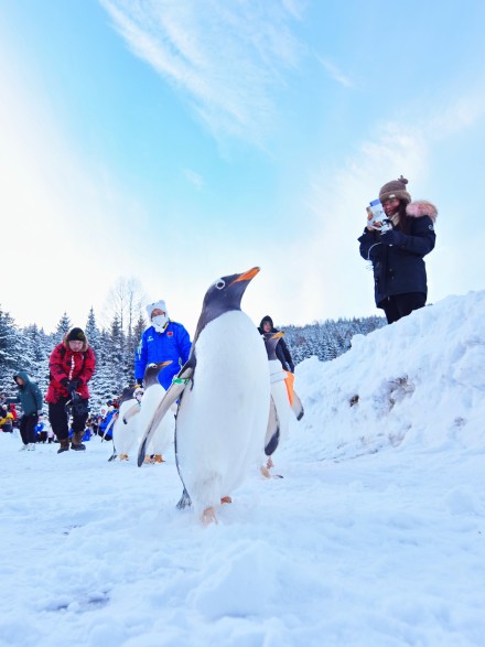 小企鹅闯入中国雪乡开启冰雪奇缘