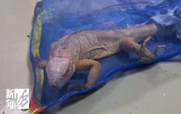 上海警方告破大案:迄今案值最大!整整1400余只... 上海警方告破大案:迄今案值最大!整整1400余只...