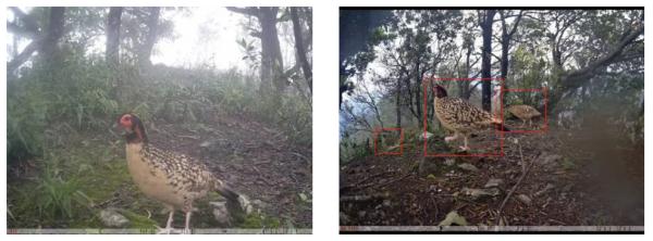 进入多发期，广东：严打这类行为→