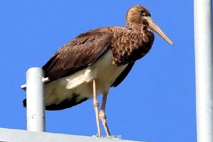 时隔20多年黑鹳再次现身海南 昌江首次记录到 时隔20多年黑鹳再次现身海南 昌江首次记录到