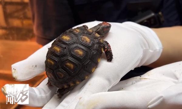 上海警方告破大案:迄今案值最大!整整1400余只... 上海警方告破大案:迄今案值最大!整整1400余只...