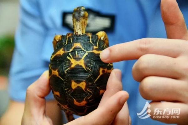 触目惊心！1400多只，全部活体