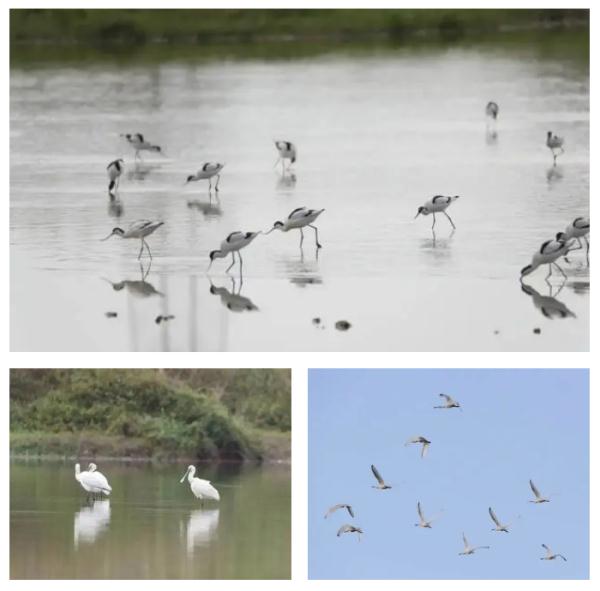 进入多发期，广东：严打这类行为→