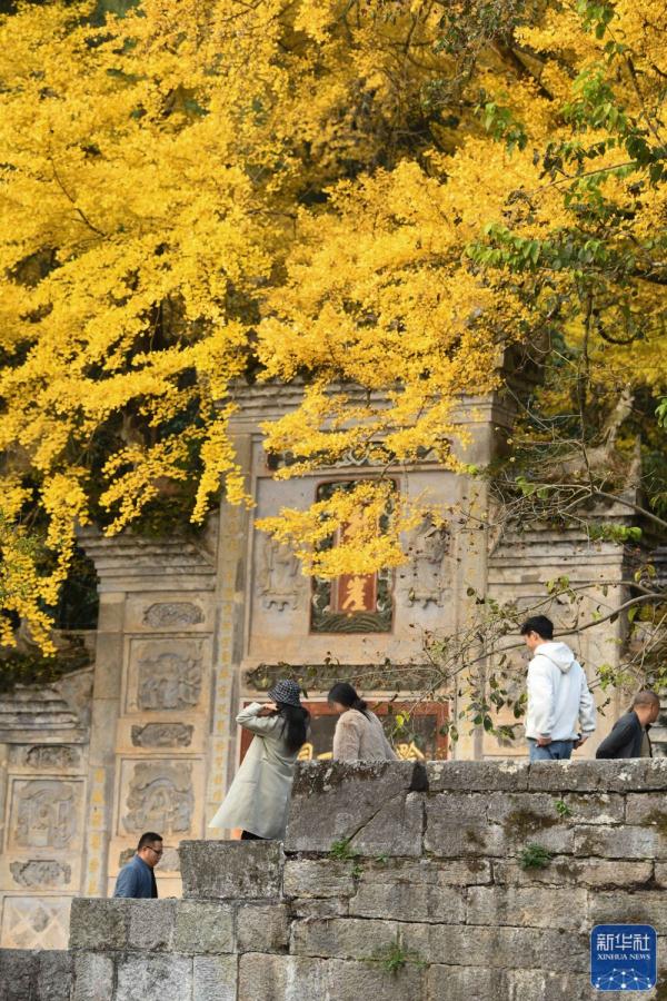 银杏金黄染初冬