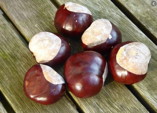 紧急提醒！有毒千万别吃！