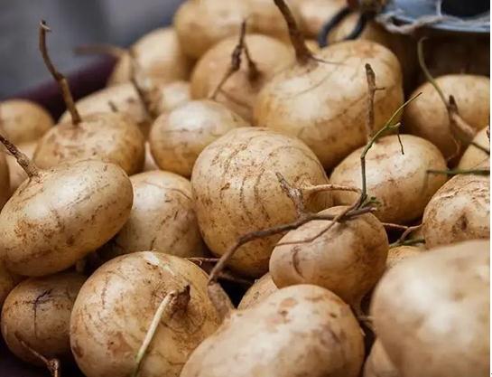 这东西有毒!千万别吃!温州很常见→ 这东西有毒!千万别吃!温州很常见→