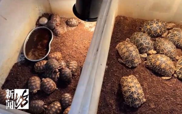 上海警方告破大案:迄今案值最大!整整1400余只... 上海警方告破大案:迄今案值最大!整整1400余只...