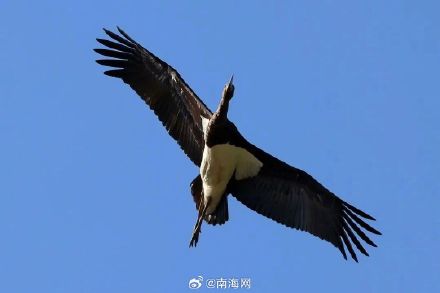 时隔20多年黑鹳再次现身海南 昌江首次记录到 时隔20多年黑鹳再次现身海南 昌江首次记录到