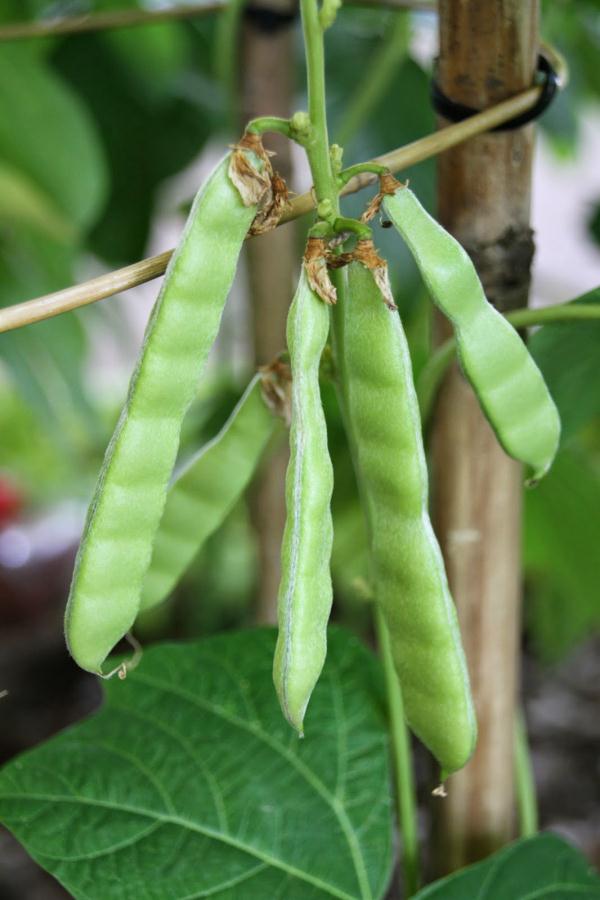 这东西有毒!千万别吃!温州很常见→ 这东西有毒!千万别吃!温州很常见→