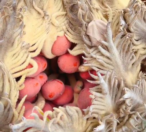 紧急提醒！有毒千万别吃！