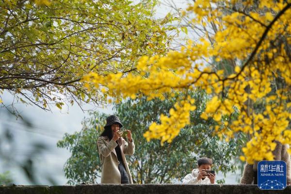 银杏金黄染初冬