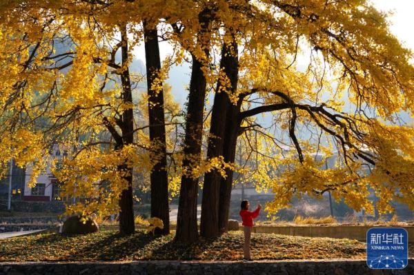 银杏金黄染初冬