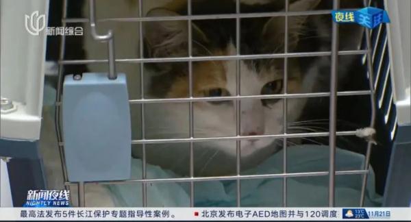 上海街头有近数十万只流浪猫？“TNR模式”了解一下→