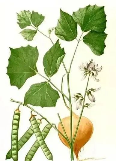 这东西有毒!千万别吃!温州很常见→ 这东西有毒!千万别吃!温州很常见→