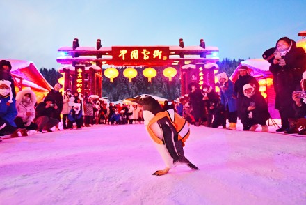小企鹅闯入中国雪乡开启冰雪奇缘
