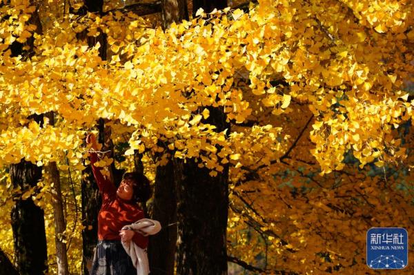 银杏金黄染初冬