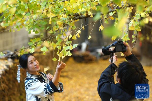 银杏金黄染初冬