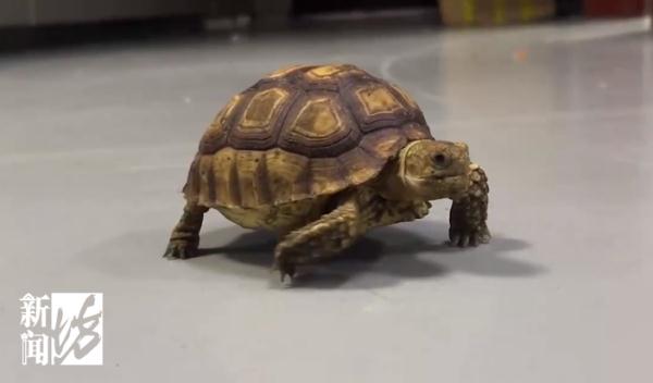 上海警方告破大案:迄今案值最大!整整1400余只... 上海警方告破大案:迄今案值最大!整整1400余只...