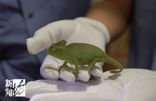 上海警方告破大案:迄今案值最大!整整1400余只... 上海警方告破大案:迄今案值最大!整整1400余只...