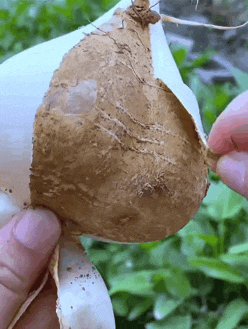 这东西有毒!千万别吃!温州很常见→ 这东西有毒!千万别吃!温州很常见→