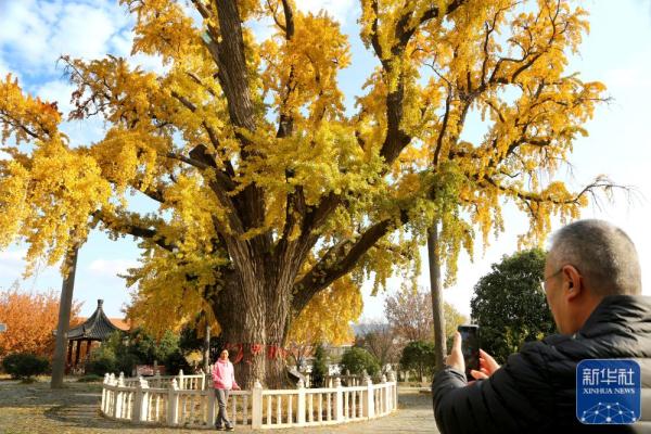 银杏金黄染初冬