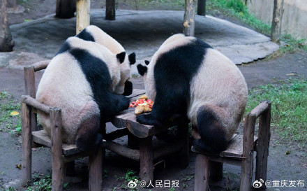 重庆四只大熊猫围炉聚餐太萌了