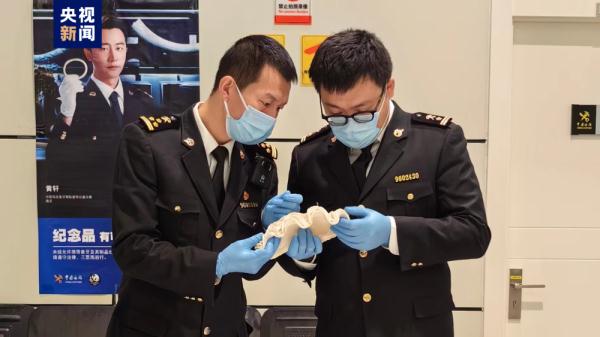 重1.5公斤！宁夏首次查获砗磲贝壳实体 为国家一级保护海洋生物