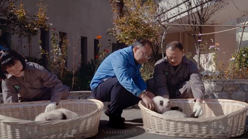 《守护大熊猫之福宝诞生记》今上线 ——15分钟揭开大熊猫的“新秘密”