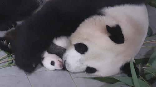 《守护大熊猫之福宝诞生记》今上线 ——15分钟揭开大熊猫的“新秘密”