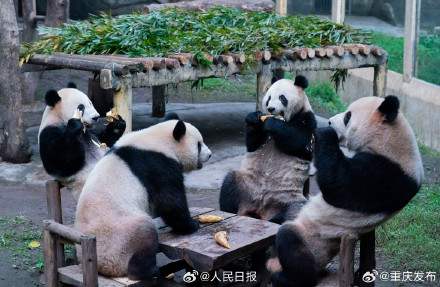 重庆四只大熊猫围炉聚餐太萌了
