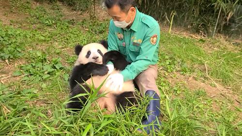 《守护大熊猫之福宝诞生记》今上线 ——15分钟揭开大熊猫的“新秘密”