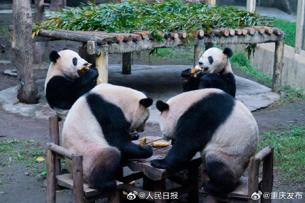 重庆四只大熊猫围炉聚餐太萌了