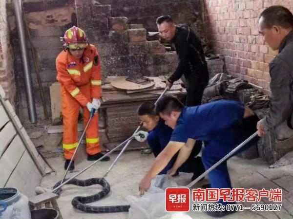 吓人！4.5公斤重、近2米长的眼镜王蛇跑进南宁一农户家