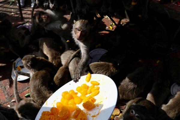 泰国华富里举办“猴子自助餐节”