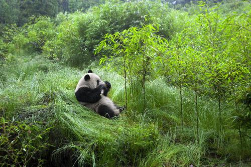 《守护大熊猫之福宝诞生记》今上线 ——15分钟揭开大熊猫的“新秘密”