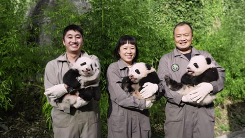 《守护大熊猫之福宝诞生记》今上线 ——15分钟揭开大熊猫的“新秘密”