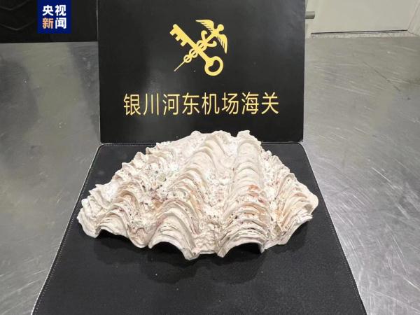 重1.5公斤！宁夏首次查获砗磲贝壳实体 为国家一级保护海洋生物