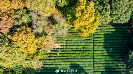 收藏！11月的西湖有多美