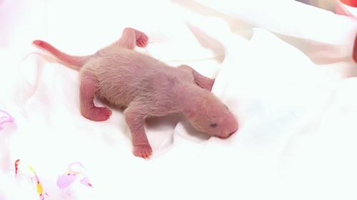 《守护大熊猫之福宝诞生记》今上线 ——15分钟揭开大熊猫的“新秘密”