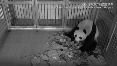 《守护大熊猫之福宝诞生记》今上线 ——15分钟揭开大熊猫的“新秘密”