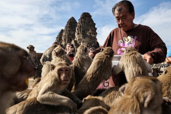 泰国华富里举办“猴子自助餐节”